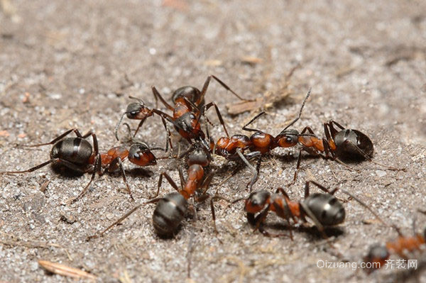 家里有蚂蚁防治措施