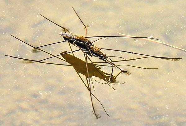 农村井里有一种像蜘蛛一样浮在水面上的昆虫，这虫有害吗？