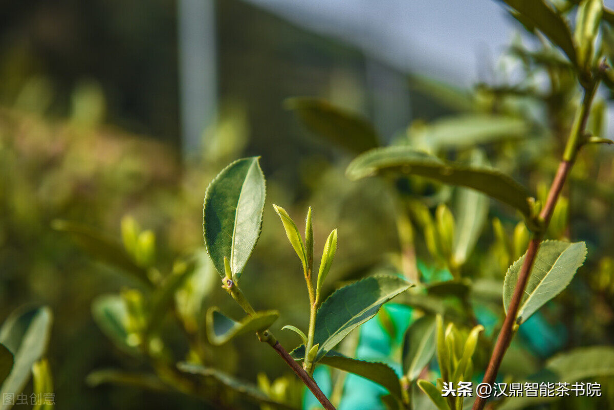 西湖龙井茶讲的“狮龙云虎梅”究竟是什么?