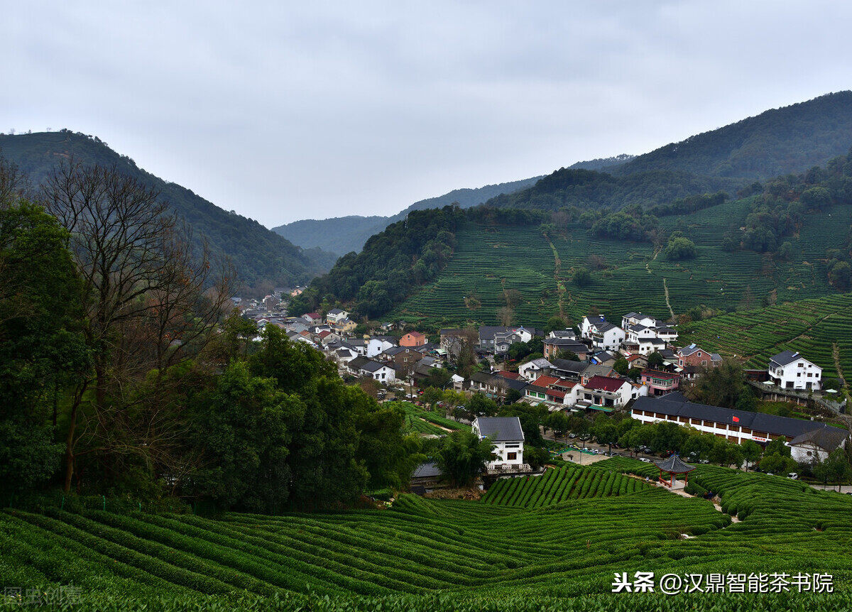 西湖龙井茶讲的“狮龙云虎梅”究竟是什么?