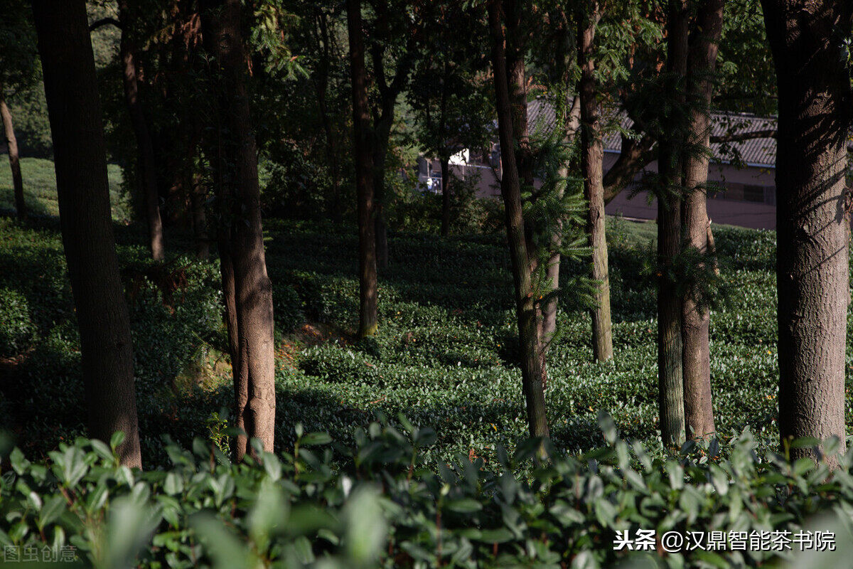 西湖龙井茶讲的“狮龙云虎梅”究竟是什么?