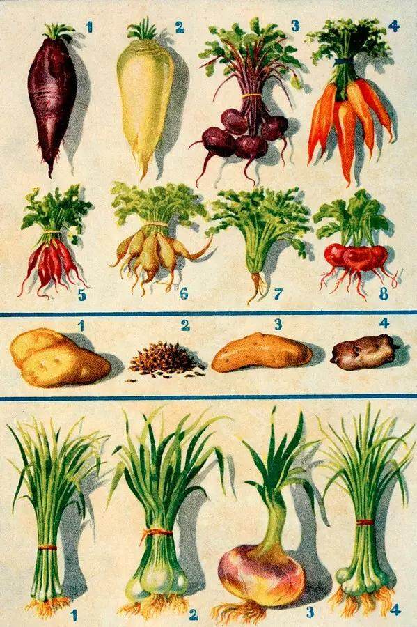 常见蔬菜的分类