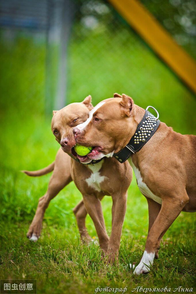 当之无愧的猛犬排行第一名——比特犬