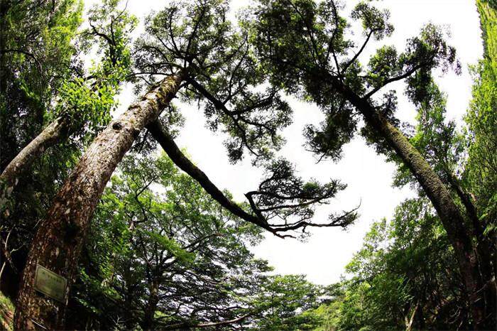 探秘百山祖冷杉