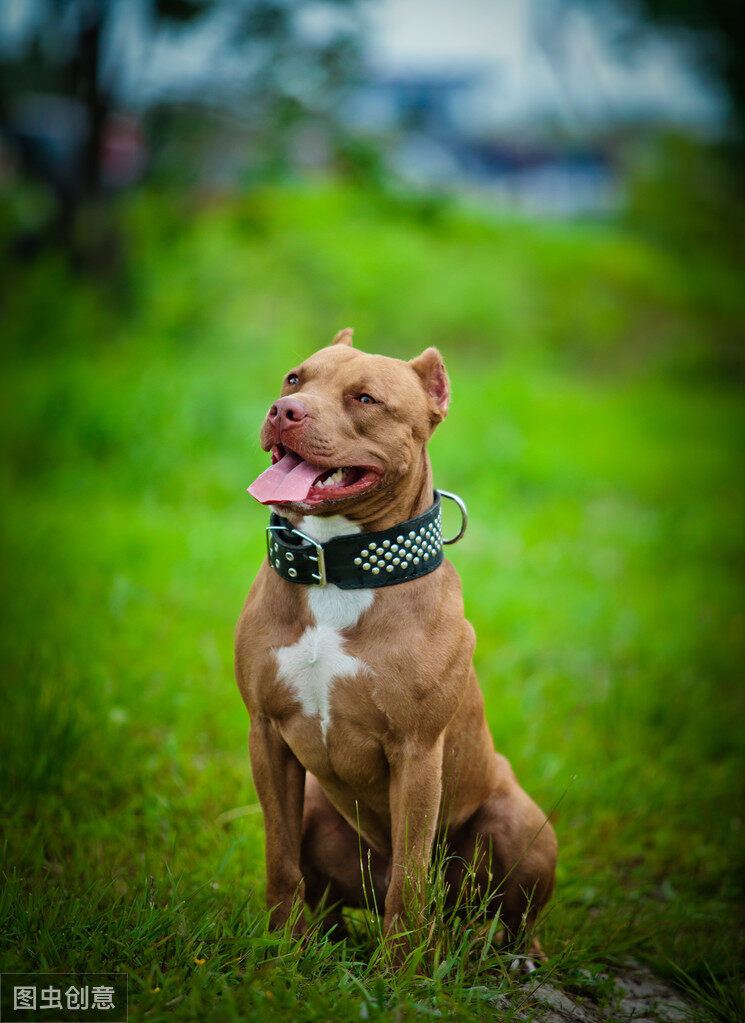 当之无愧的猛犬排行第一名——比特犬