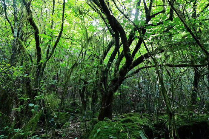 探秘百山祖冷杉